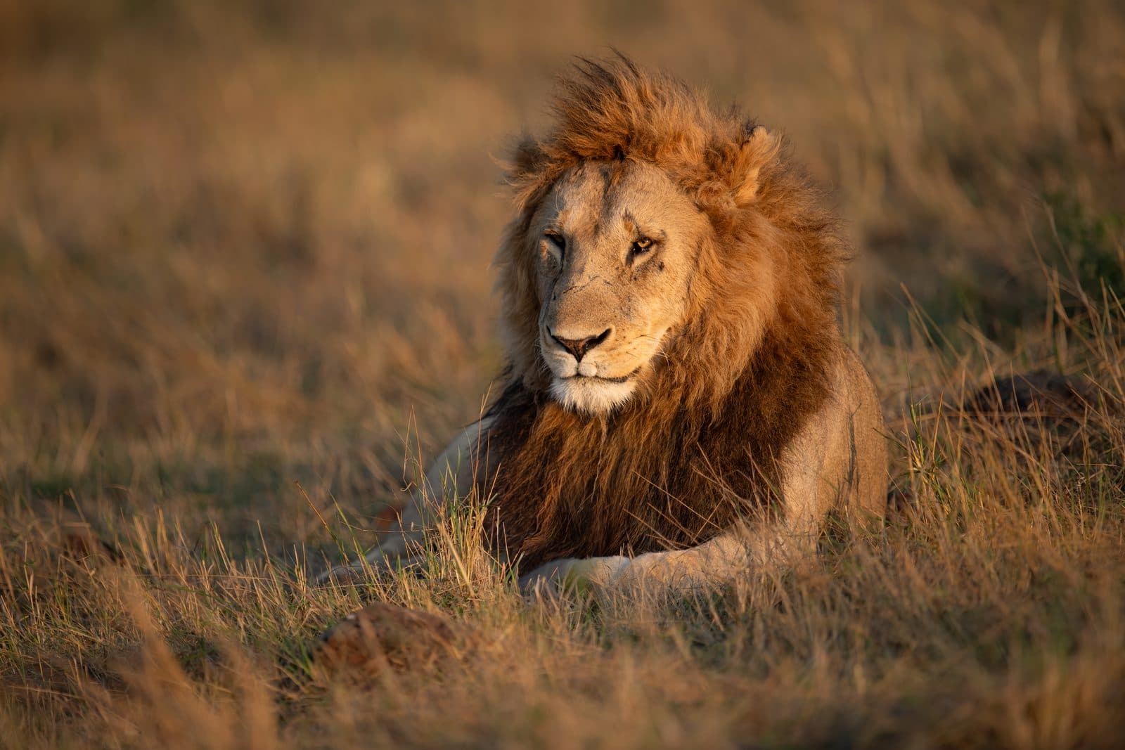 Afrikanischer Löwe im Portrait in der Savanne