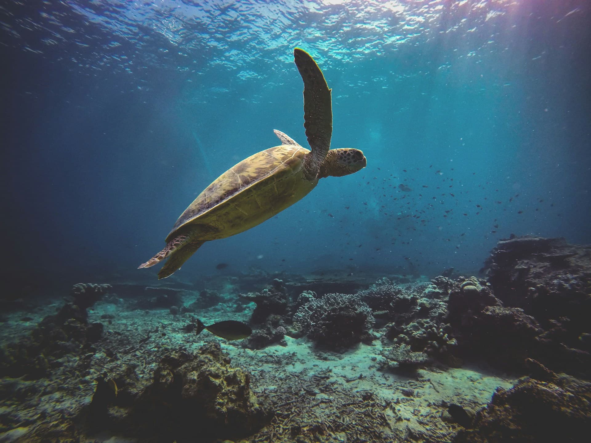 Meeresschildkröte im türkisblauen Wasser des Nungwi Turtle Aquariums auf Sansibar