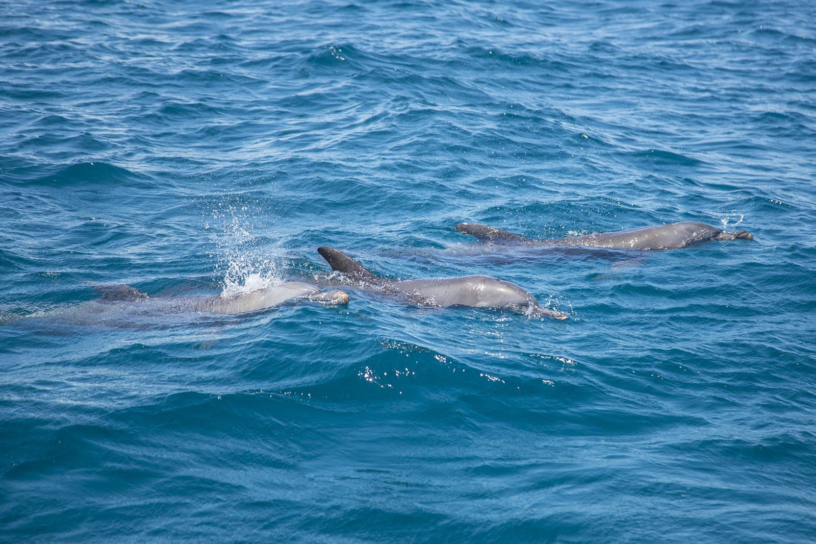 Delfin-Tour auf Sansibar – Mit Delfinen schwimmen im Indischen Ozean