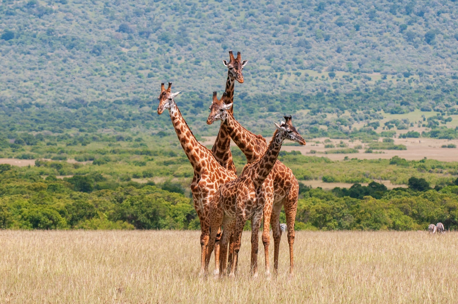 Die besten Nationalparks in Afrika: 12 Safari-Ziele im Vergleich