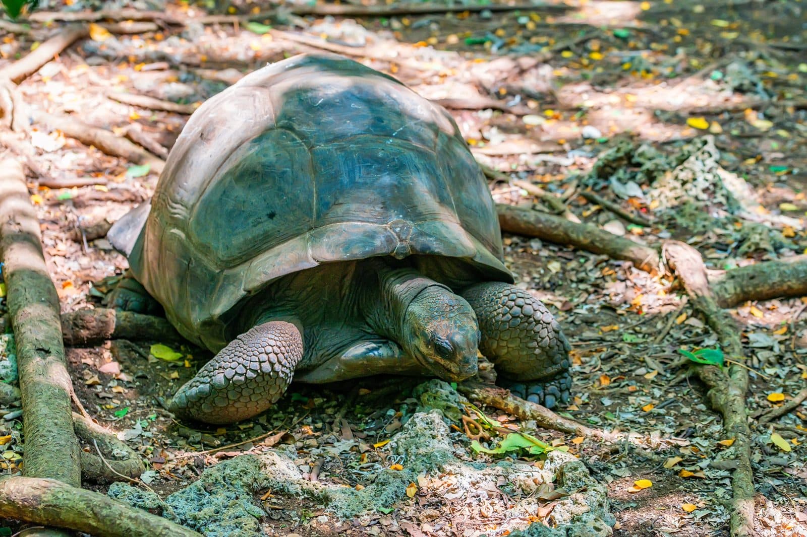 Riesenschildkröte im natürlichen Lebensraum der Schutzstation auf Prison Island Sansibar