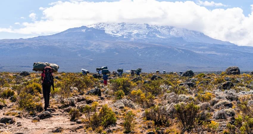 Guide- und Trägerteam auf dem Weg durch die Moorlandschaft vor dem schneebedeckten Kibo