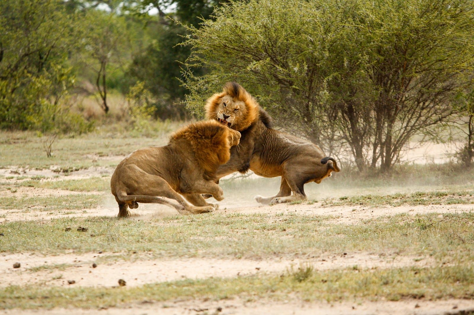 Rivalisierende Löwenkoalitionen im Kampf um Territorium im Sabi Sands Wildreservat