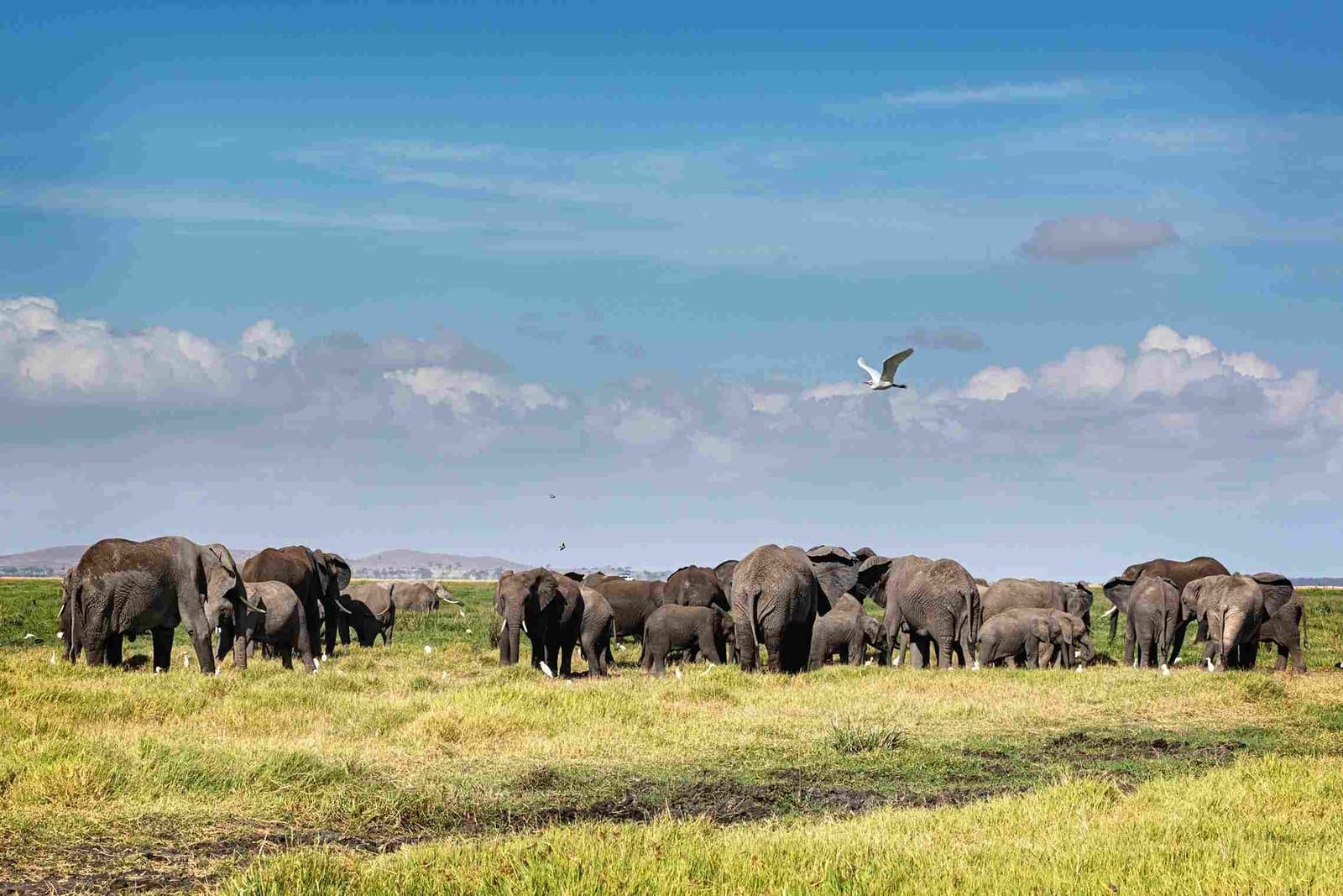 Nashorn im Nairobi Nationalpark mit den Hochhäusern der Stadt im Hintergrund