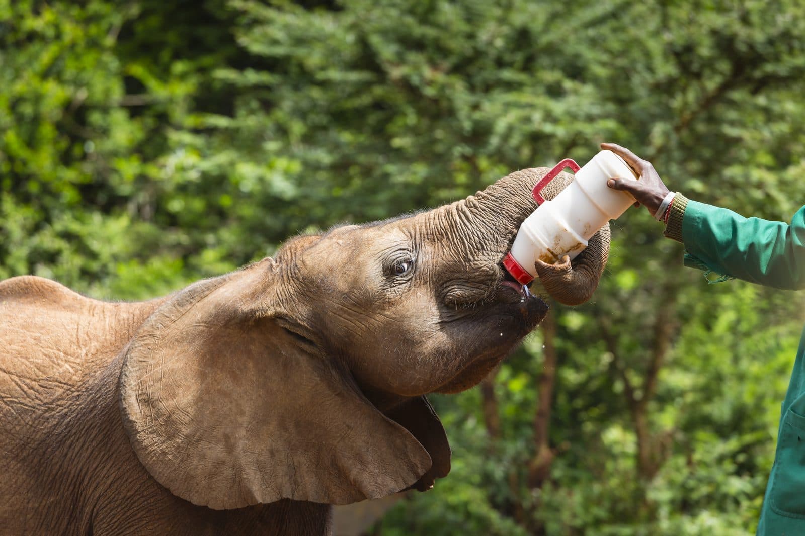 Elefantenwaise wird im David Sheldrick Wildlife Trust nahe Nairobi gefüttert