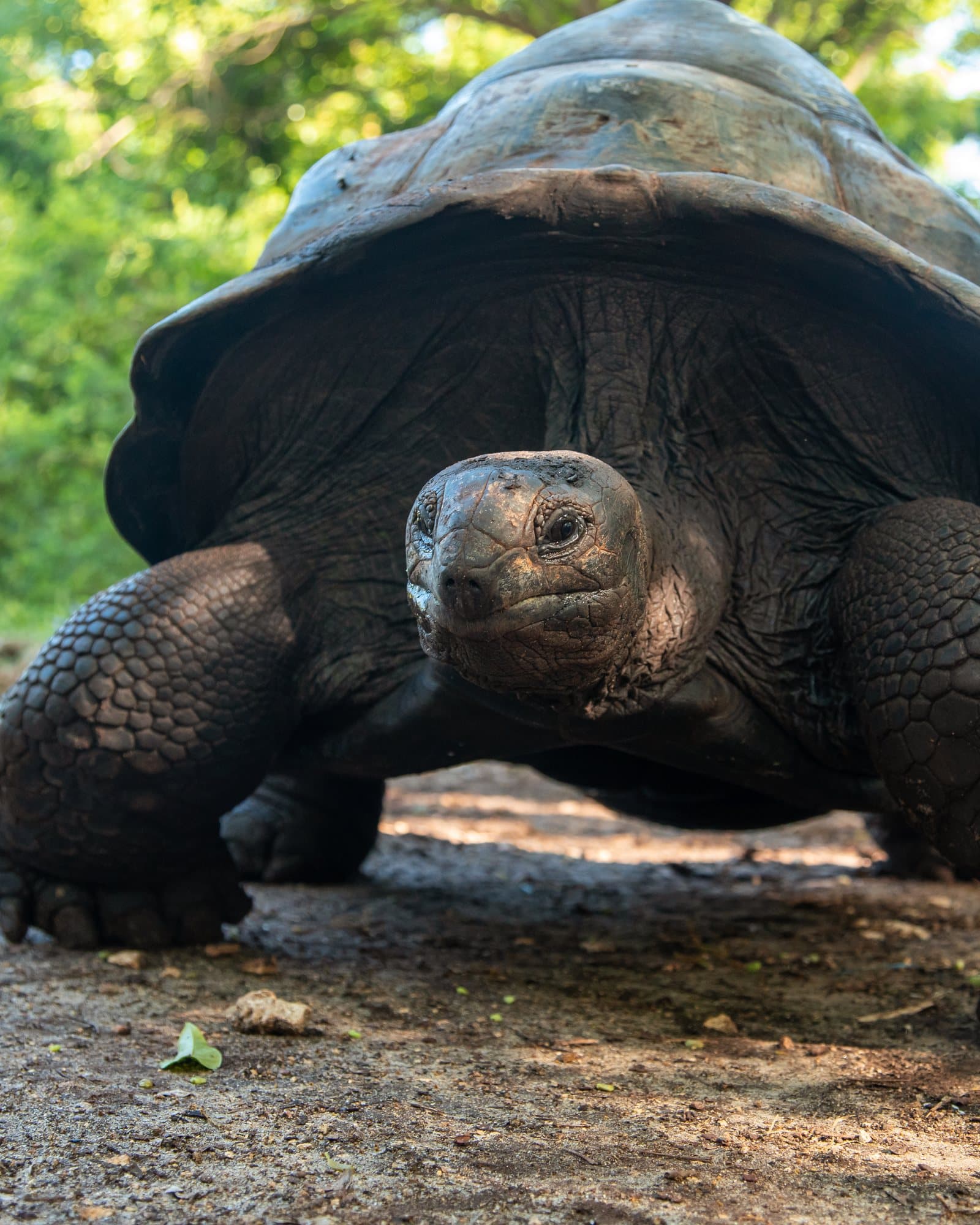 Aldabra-Riesenschildkröte auf sandigem Boden zwischen Bäumen auf Prison Island