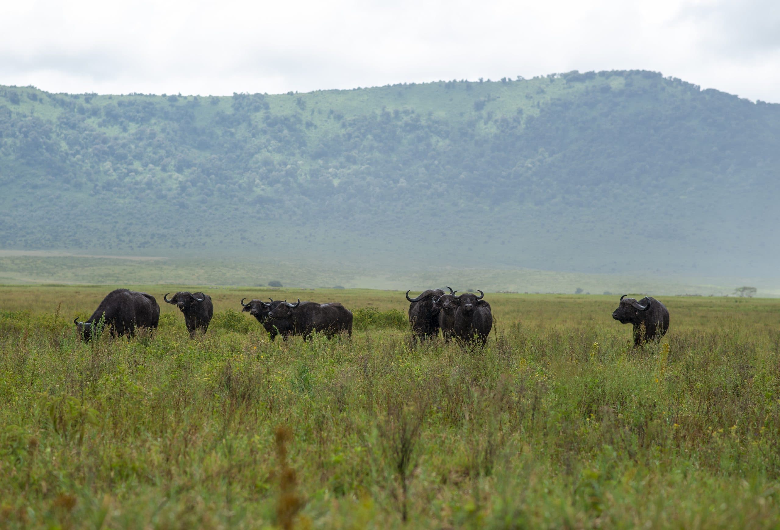 Kaffernbüffel im Grasland des Ngorongoro-Kraters vor der bewaldeten Kraterwand