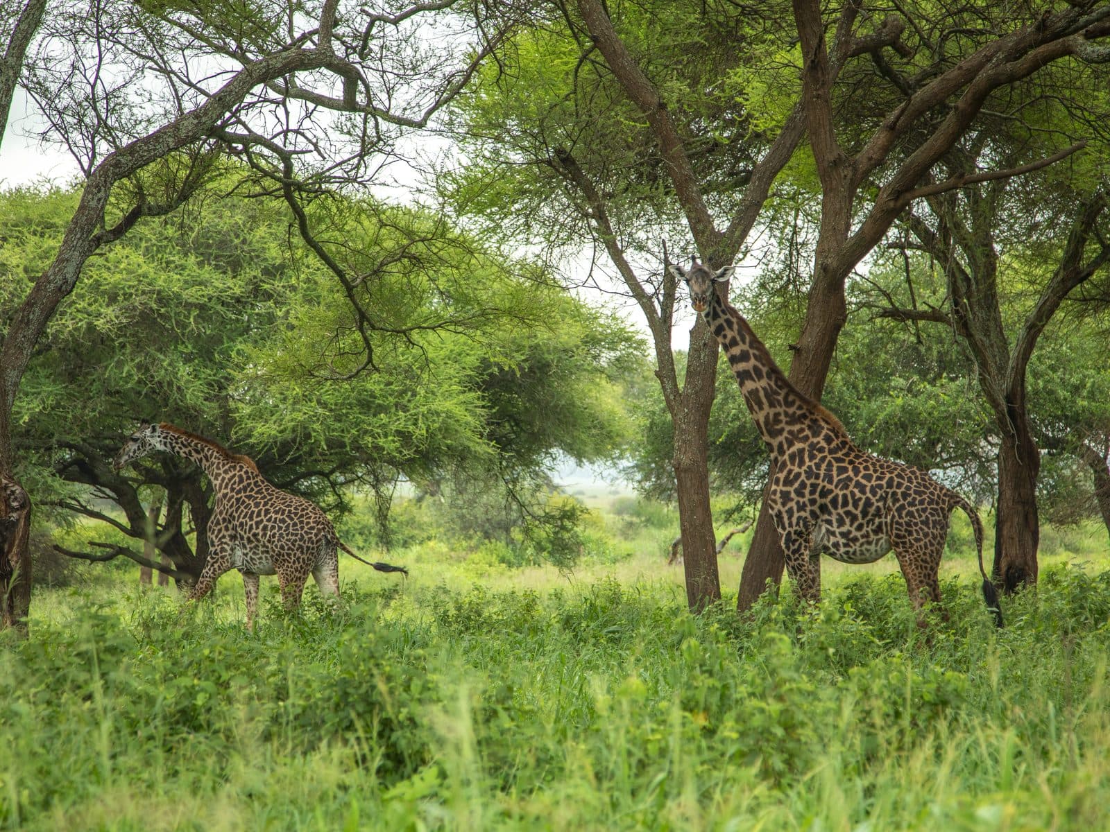 Zwei Massai-Giraffen zwischen Akazien im grünen Tarangire-Nationalpark