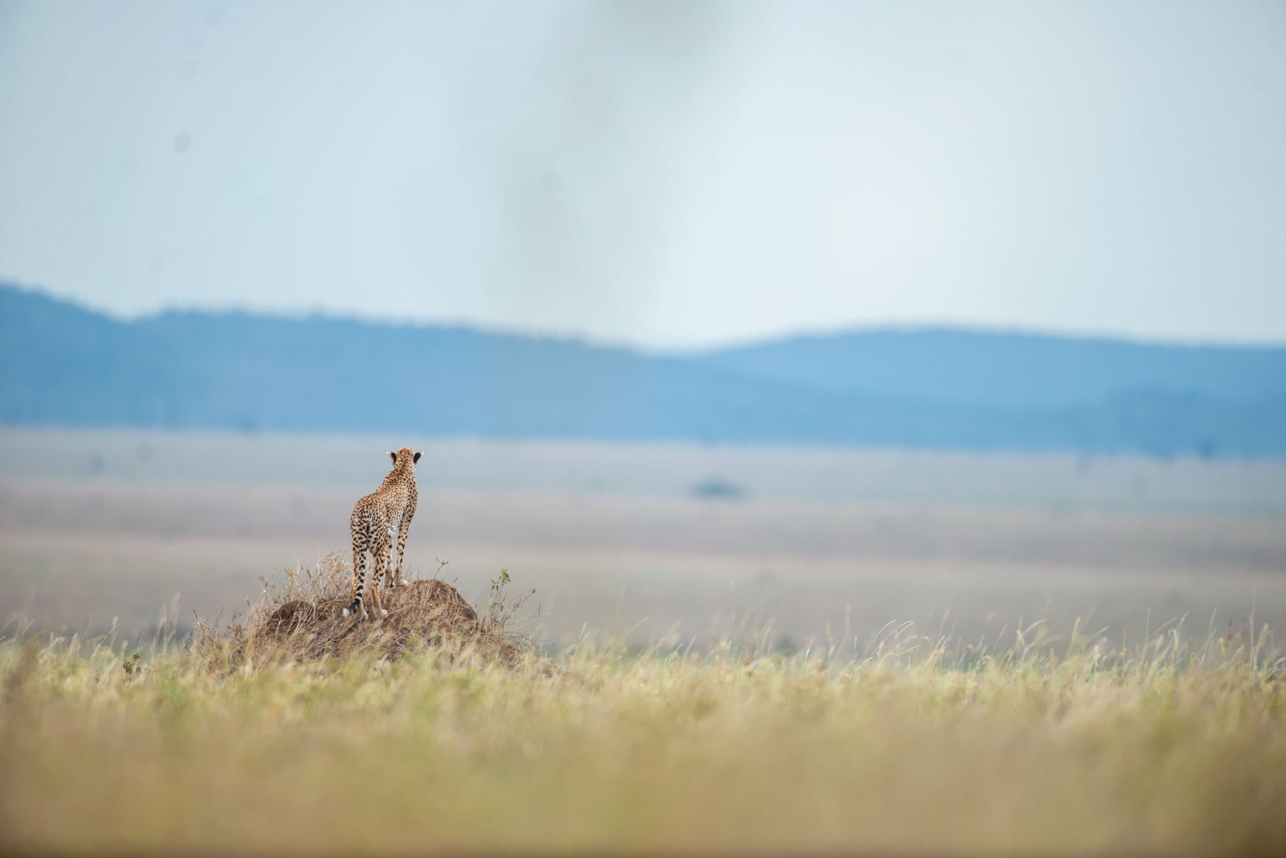 Gepard auf einem Termitenhügel blickt über die weite Ebene der Serengeti