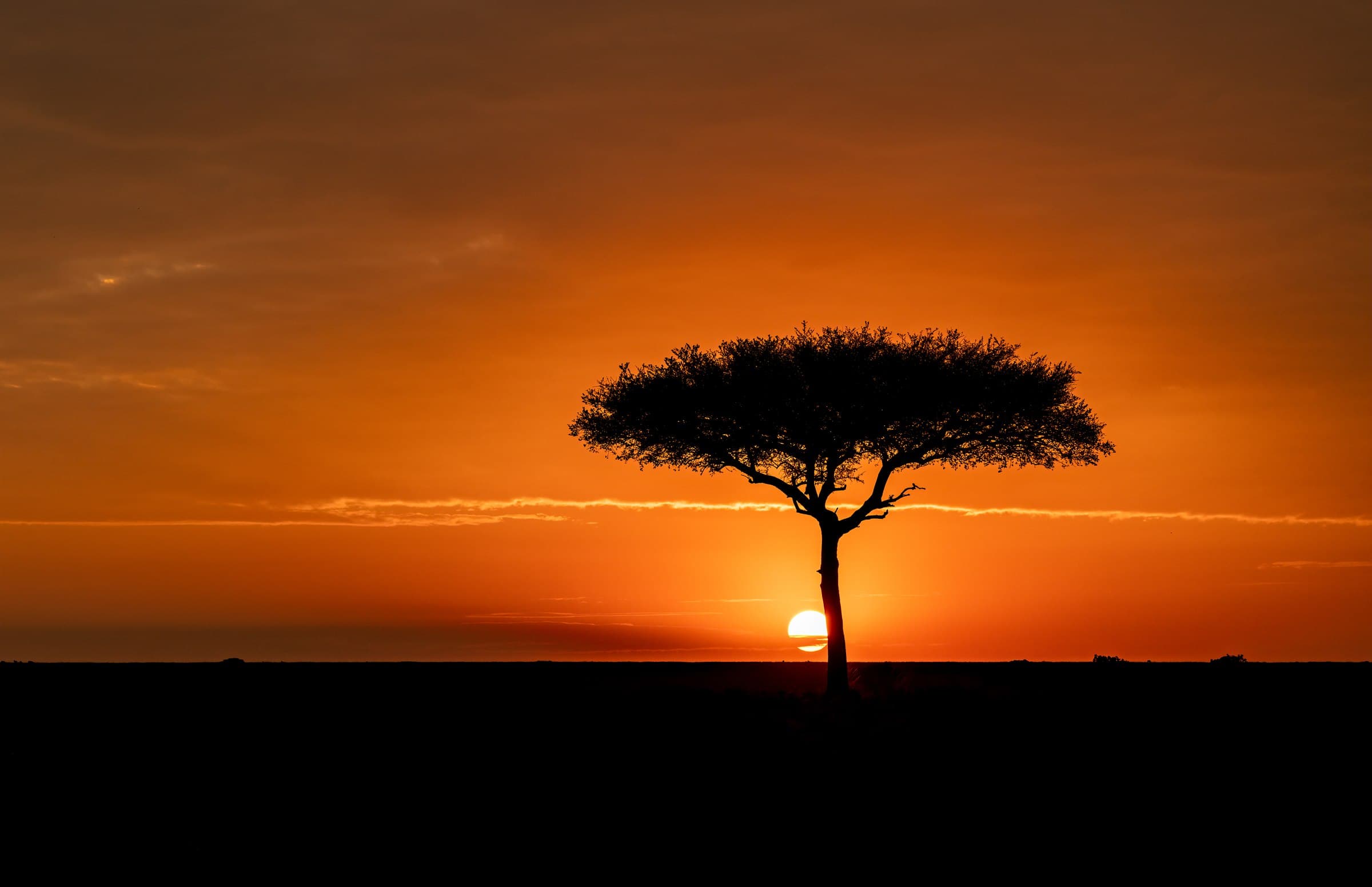 Akazienbaum vor der untergehenden Sonne in der Serengeti