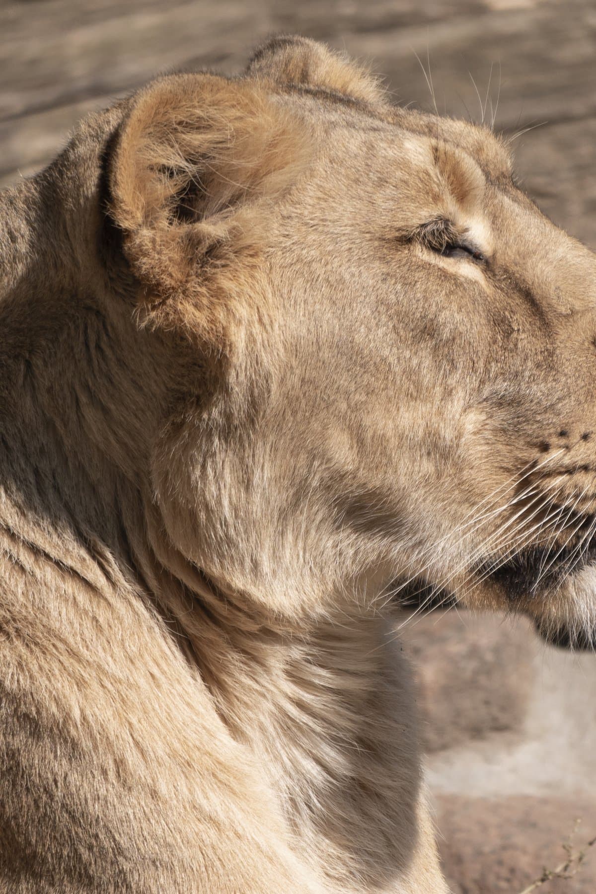 Löwin im goldenen Abendlicht auf Safari im Krüger Nationalpark, Südafrika