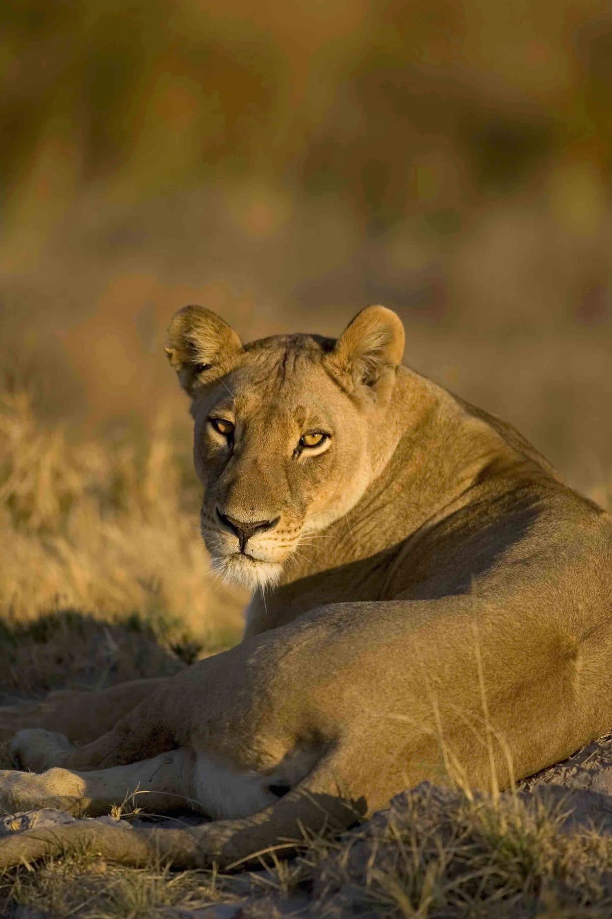 Löwin im goldenen Abendlicht auf Safari im Krüger Nationalpark, Südafrika