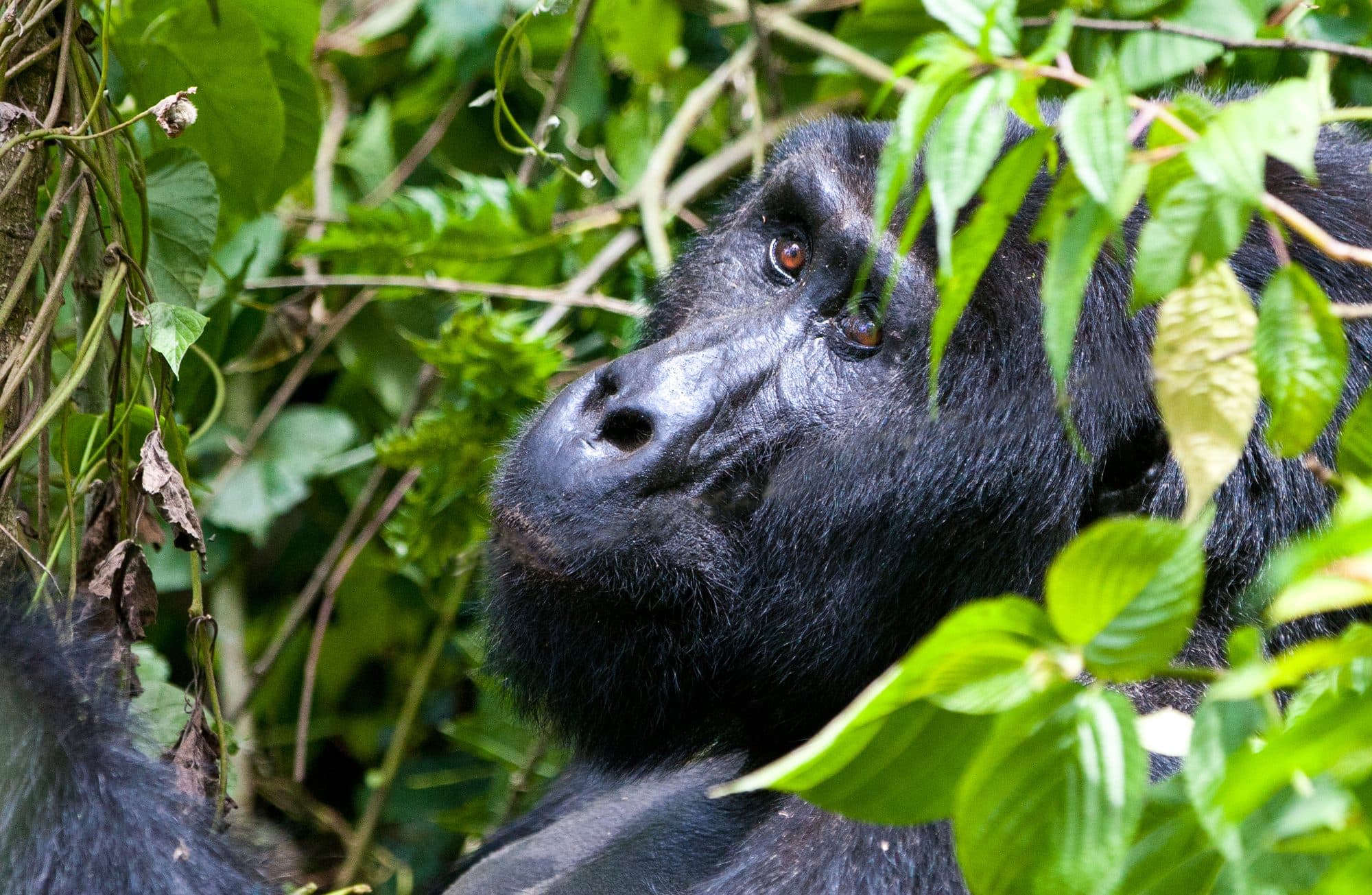 Silberrücken eines Berggorillas zwischen Blättern im Bwindi Impenetrable Forest in Uganda