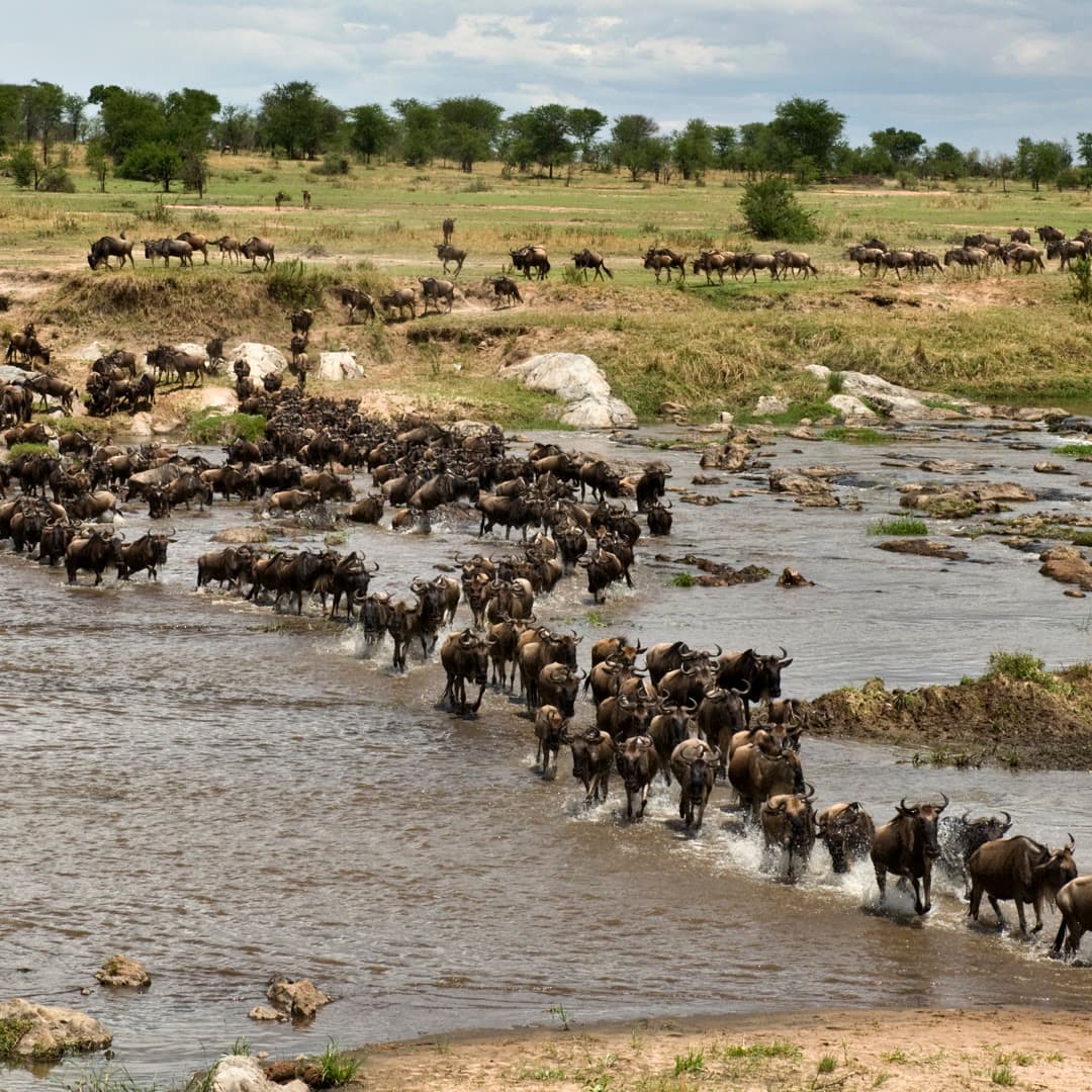 Familie beobachtet die Gnuwanderung während einer Familien-Safari in der Serengeti