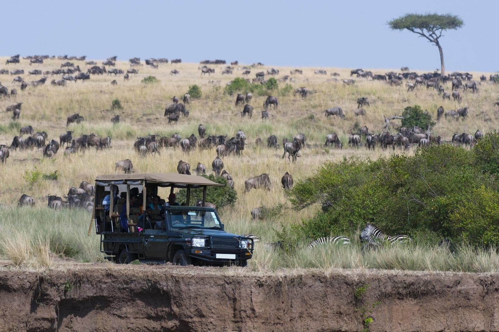 Safari-Guide mit Fahrzeug beobachtet die Gnuwanderung am Mara-Fluss