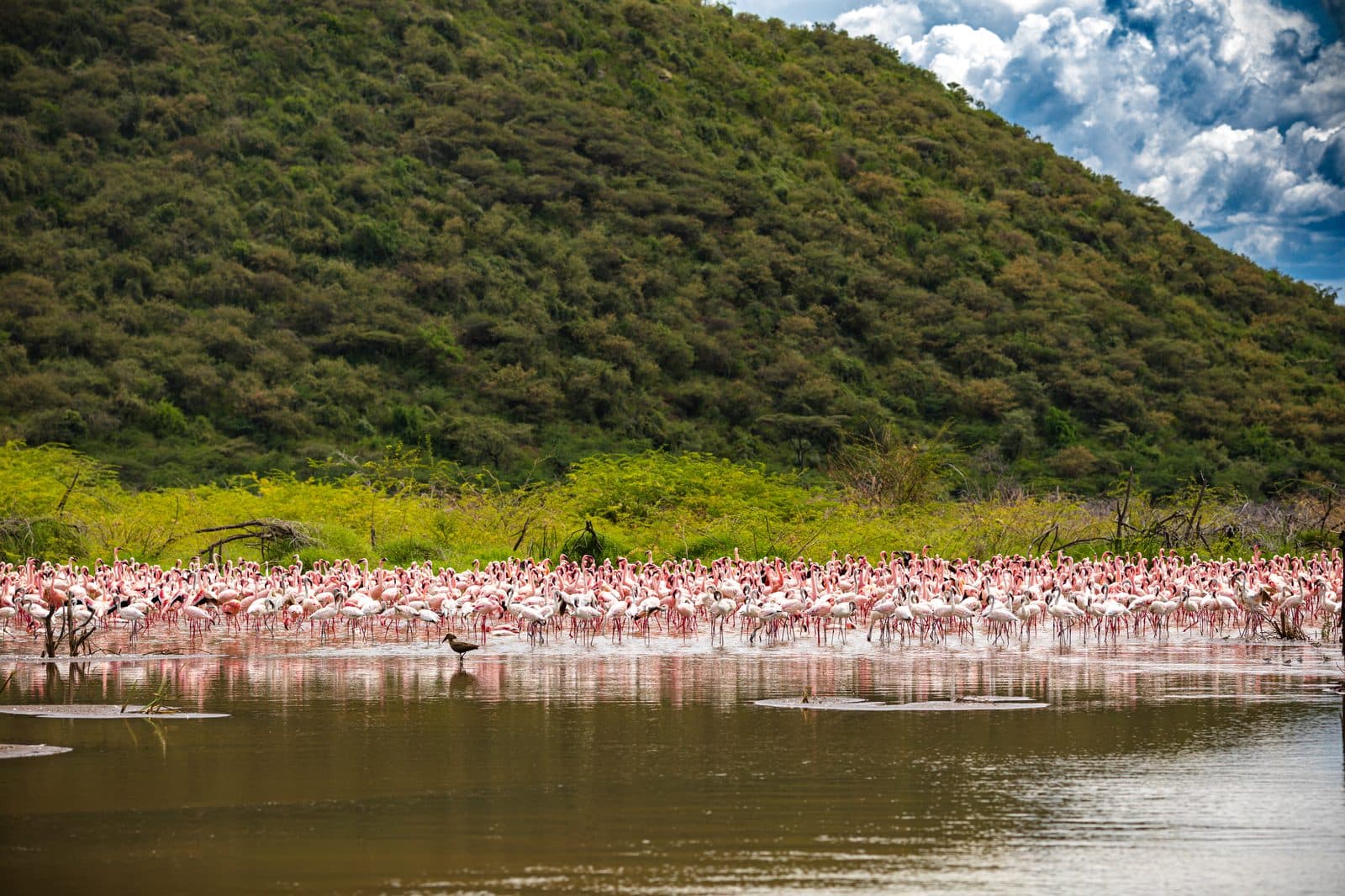 Rosafarbene Flamingowolke am Lake Nakuru im Rift Valley, Kenia – einer der größten Flamingo-Standorte der Welt im UNESCO-Schutzgebiet