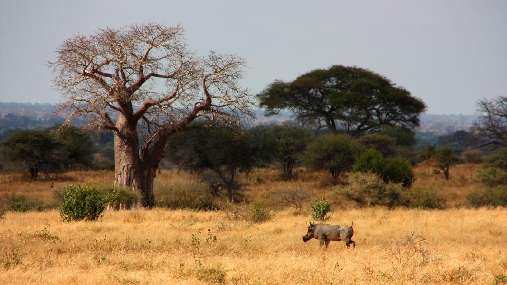 Affenbrotbaum (Baobab) in der Savanne des Tarangire-Nationalparks