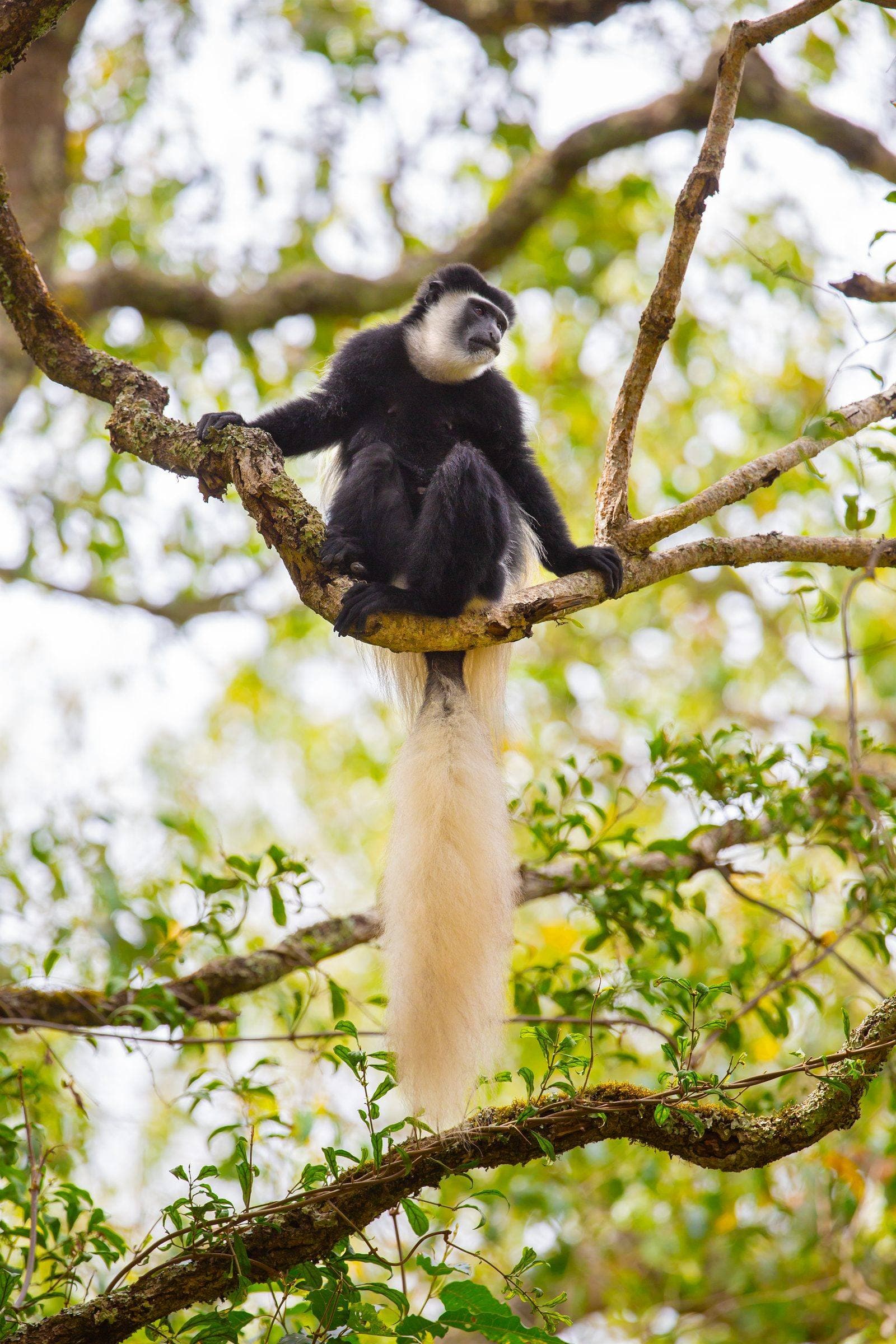 Schwarz-weiße Colobus-Affen