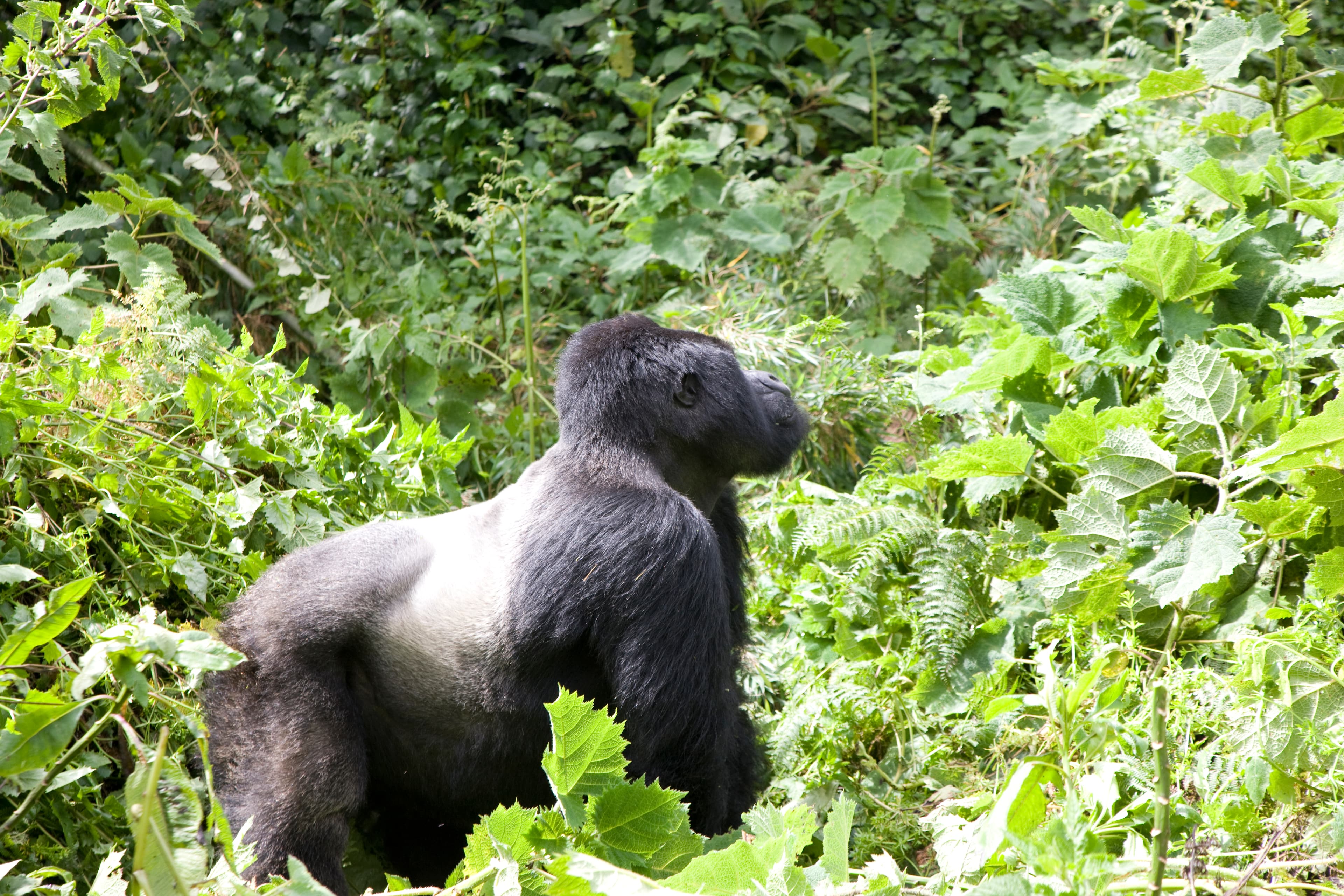 7 Tage Gorilla & Akagera Safari in Ruanda