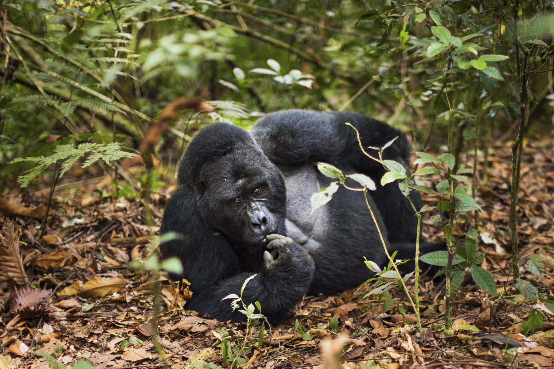 Silberrücken eines Berggorillas liegt zwischen Laub und Farnen im Volcanoes-Nationalpark in Ruanda