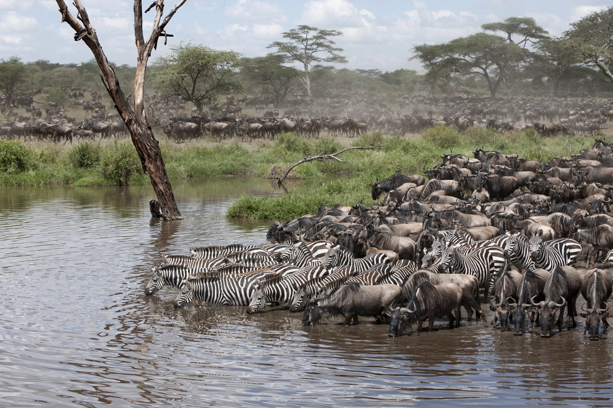 Zebras und Gnus versammeln sich zu Tausenden an einer Wasserstelle während der Großen Tierwanderung in der Serengeti — das größte Tierschauspiel der Erde