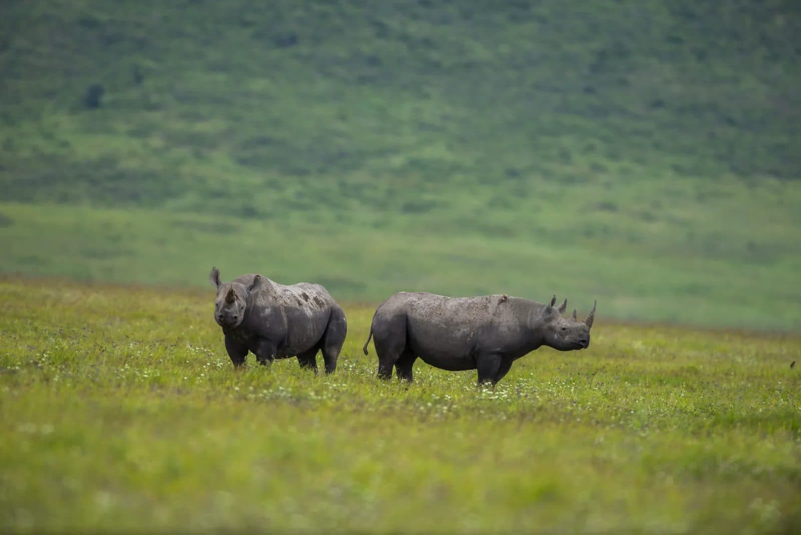 Spitzmaulnashörner auf dem Boden des Ngorongoro-Kraters