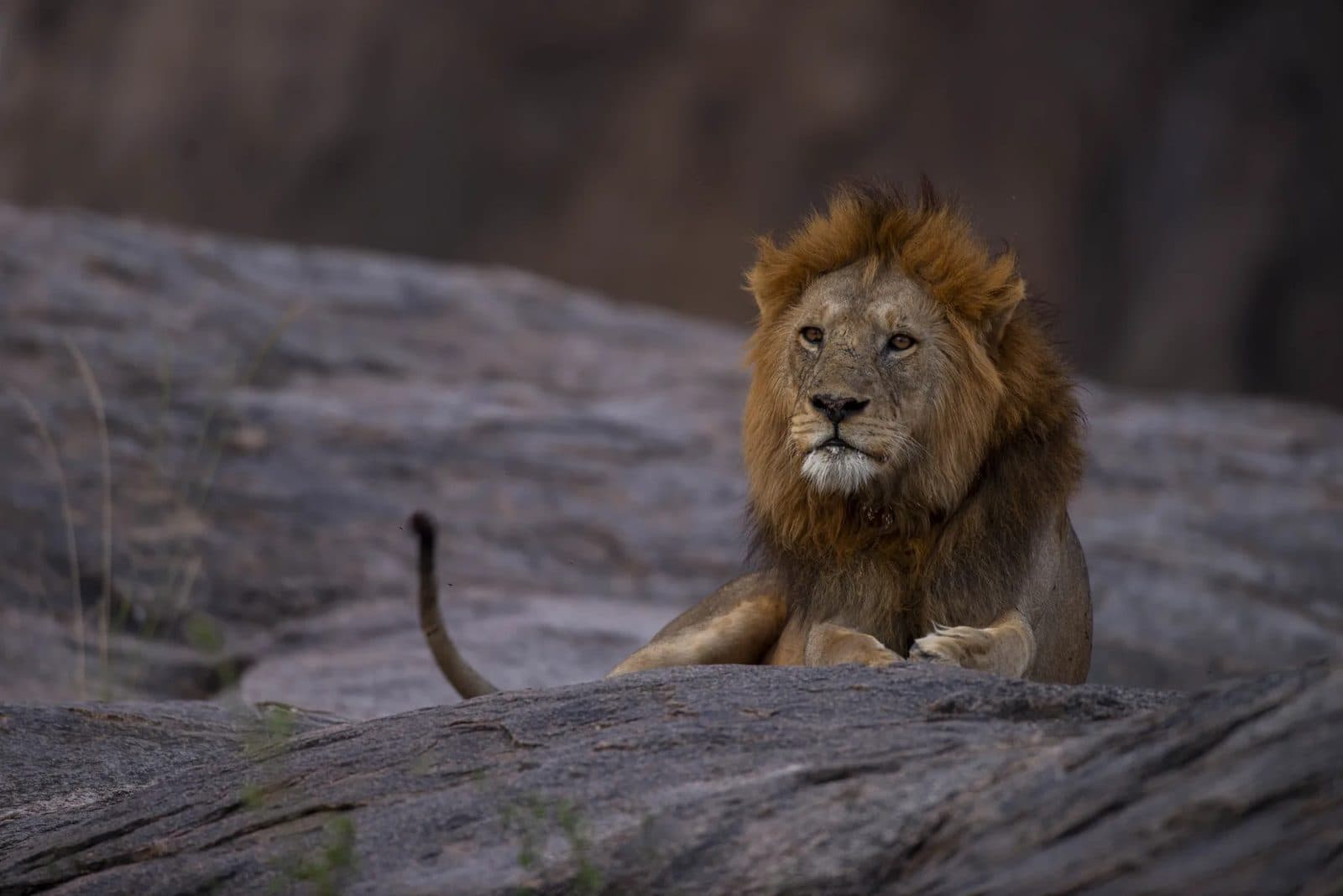 Löwe liegt auf einem Felsen (Kopje) in der Serengeti