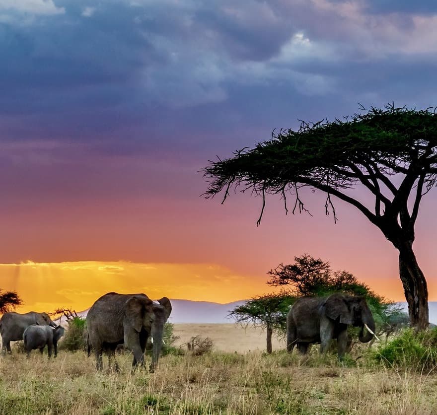 Elefantenherde durchquert die Serengeti bei Sonnenuntergang