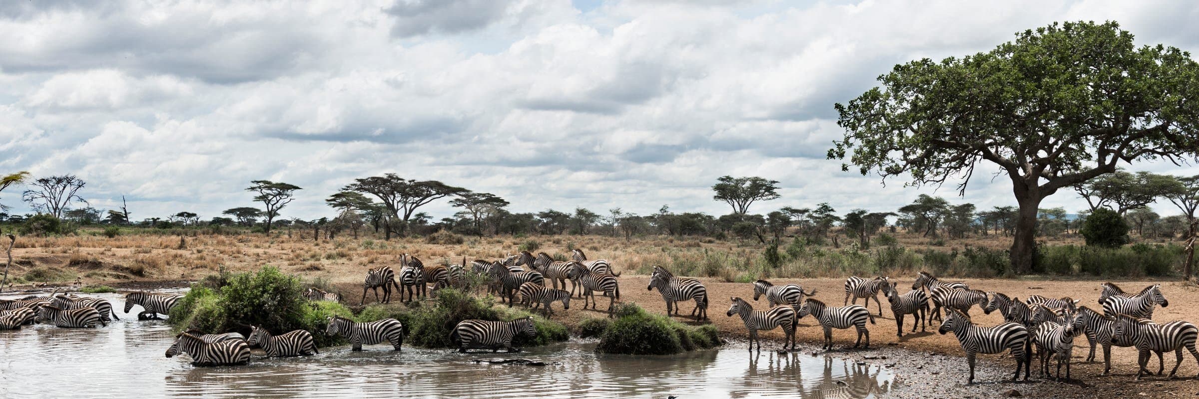 Zebraherde an einer Wasserstelle in der Serengeti