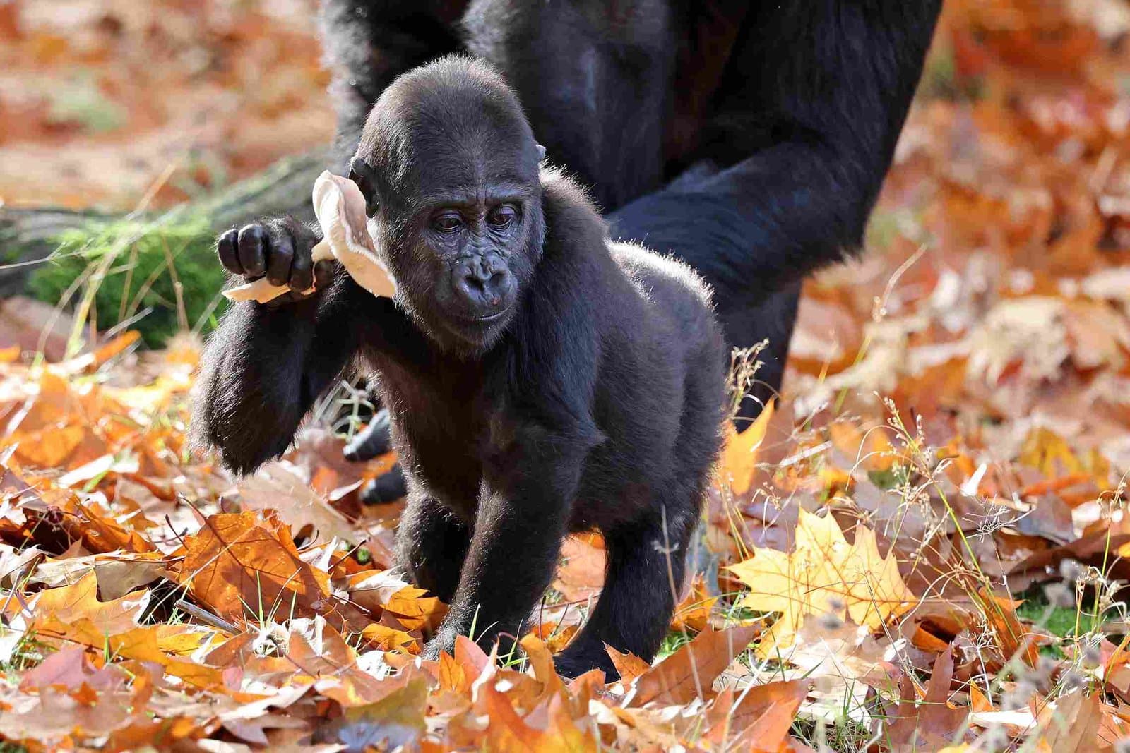 7 Tage Gorilla-Safari in Uganda