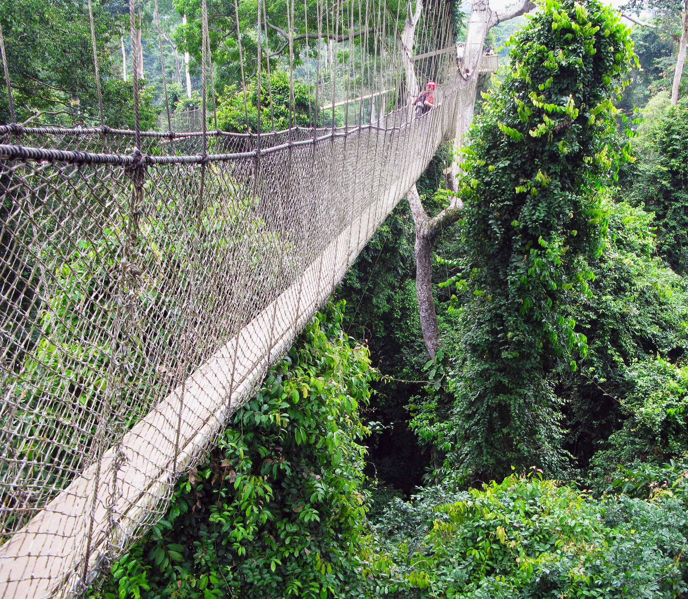 Kakum Nationalpark – Regenwald in 40 Metern Höhe