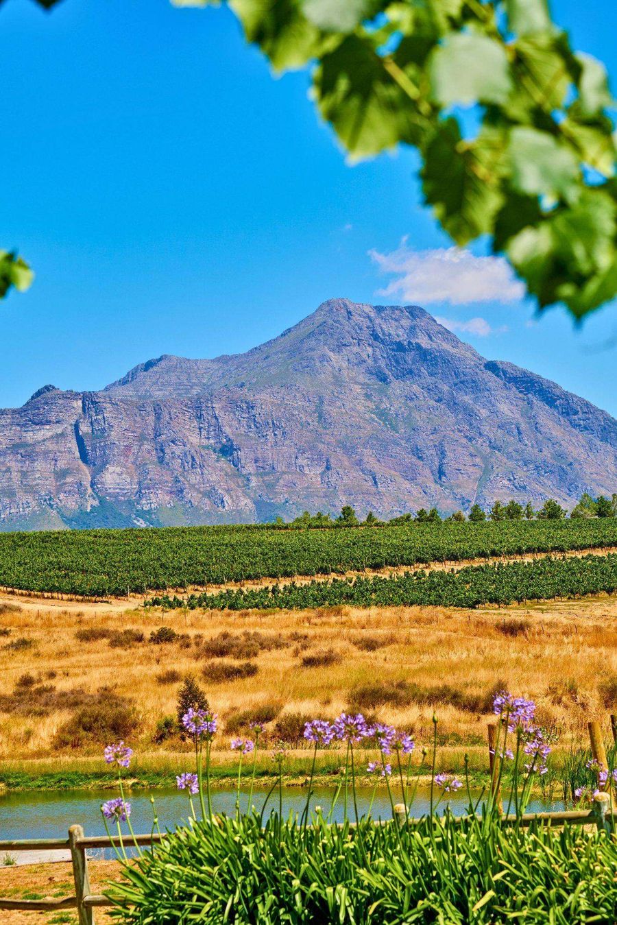 Weinberge in Stellenbosch – Kapweinland mit Bergkulisse im Hochformat