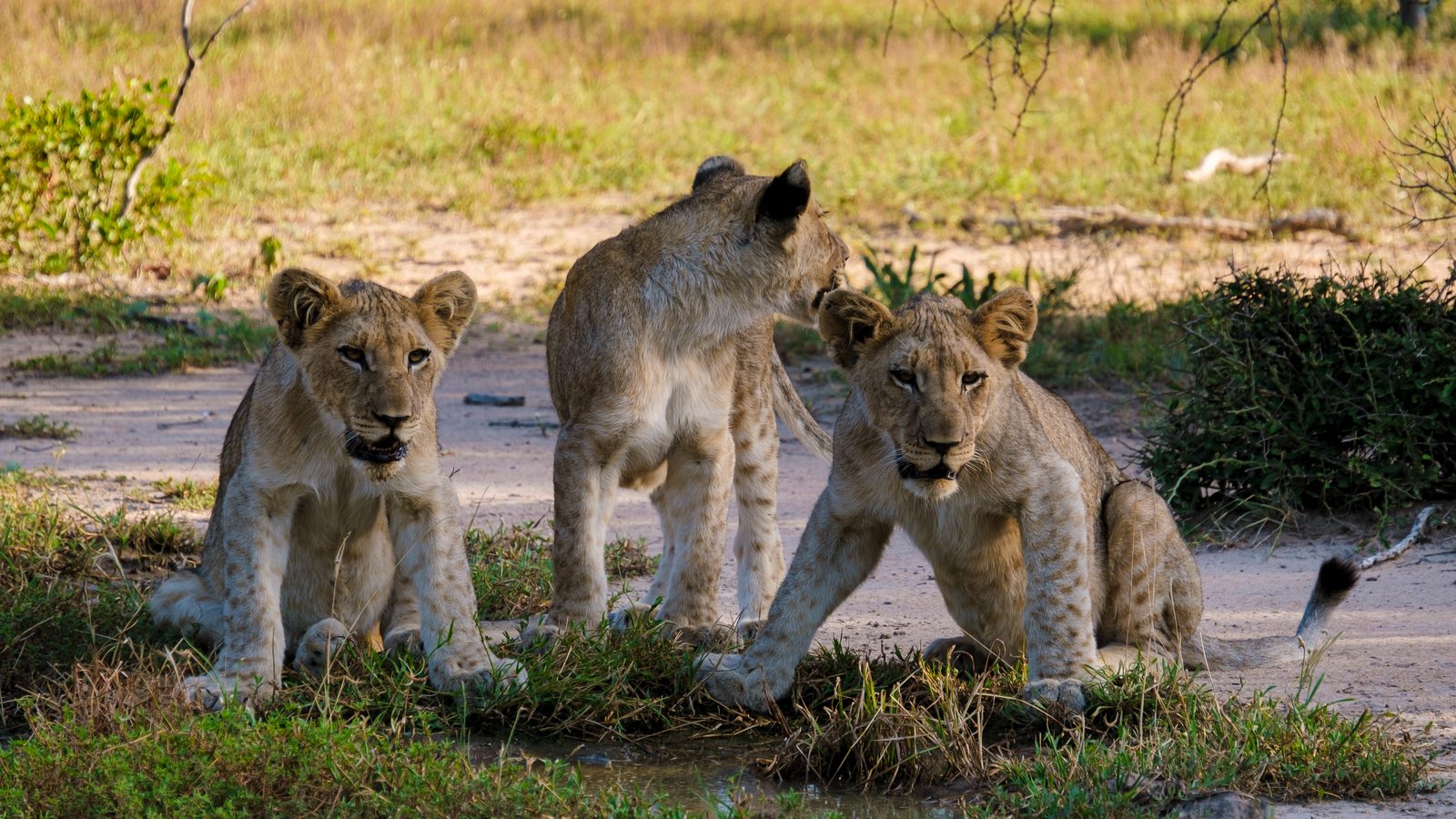 Ganztägige Safari im Krüger-Nationalpark