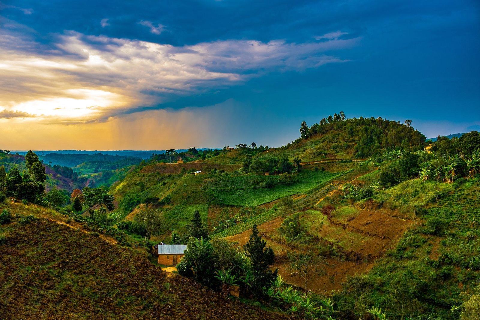 Bwindi Impenetrable Forest – UNESCO-Weltnaturerbe und Heimat der Berggorillas