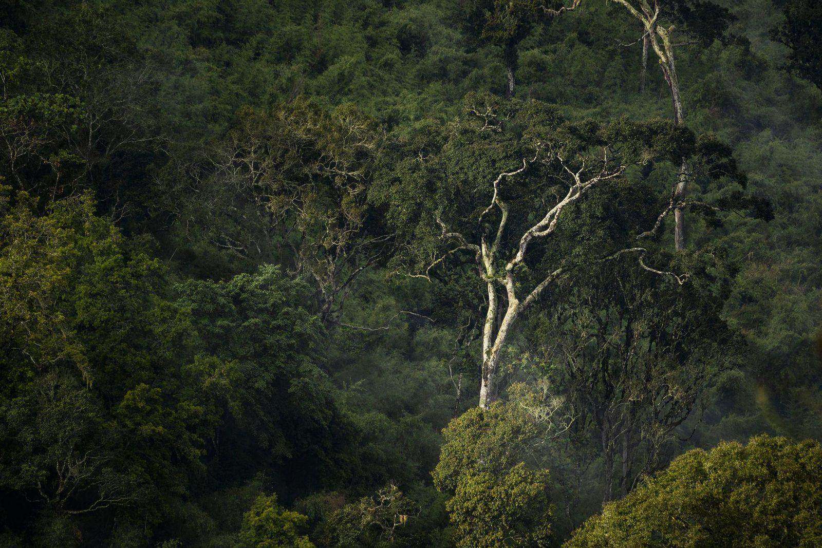 GORILLA & RAINFOREST