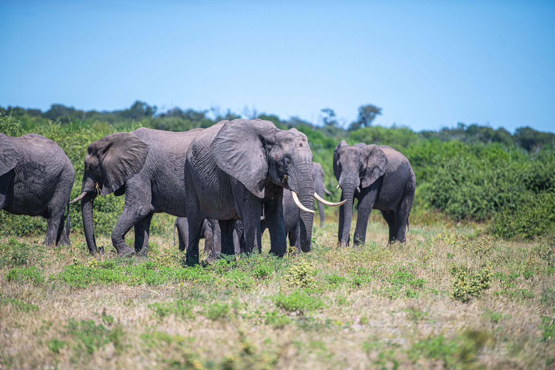 SAFARI PARKS
