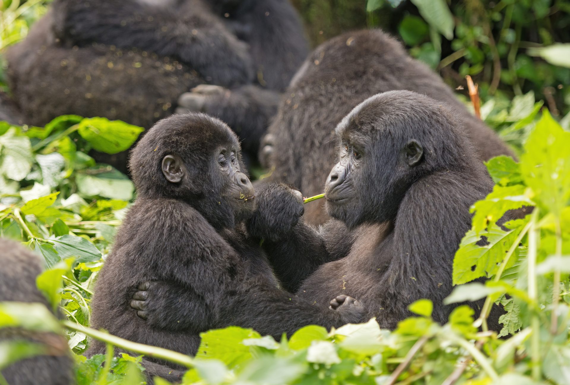 Gorilla-Trekking – Das Herzstück der Reise