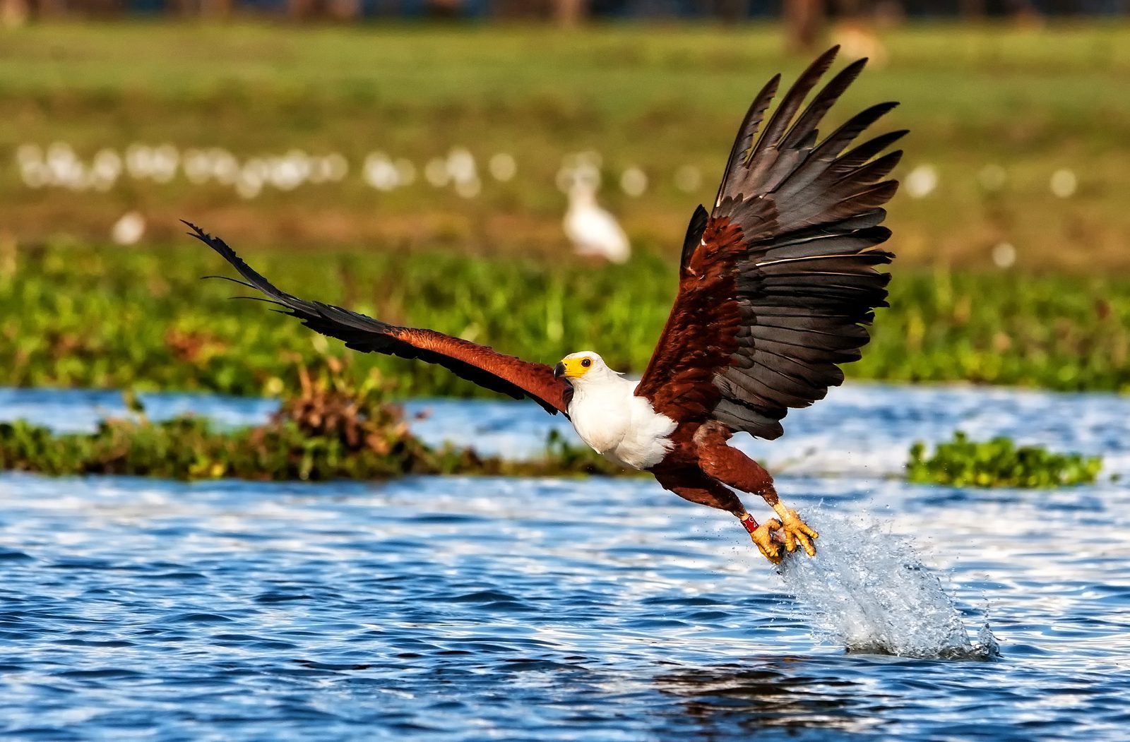 Pirschfahrt & Bootssafari zu den Murchison Falls