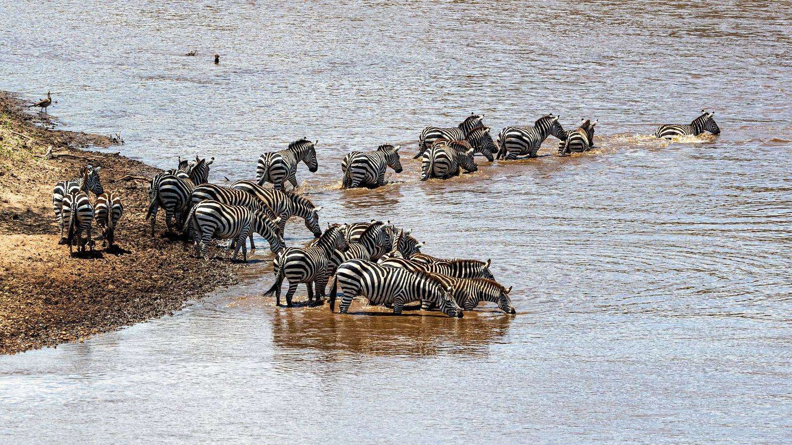 Massai Mara – Zebraherde überquert den Mara River, Große Tierwanderung Kenia