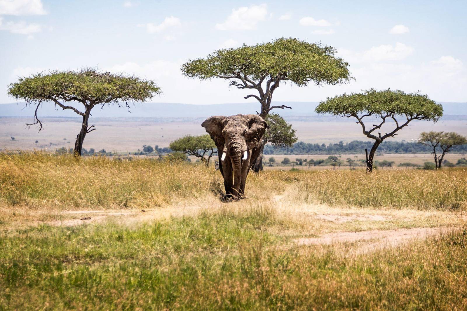 Tsavo West – Afrikanischer Elefantenbulle unter Akazienbaum, Kenia