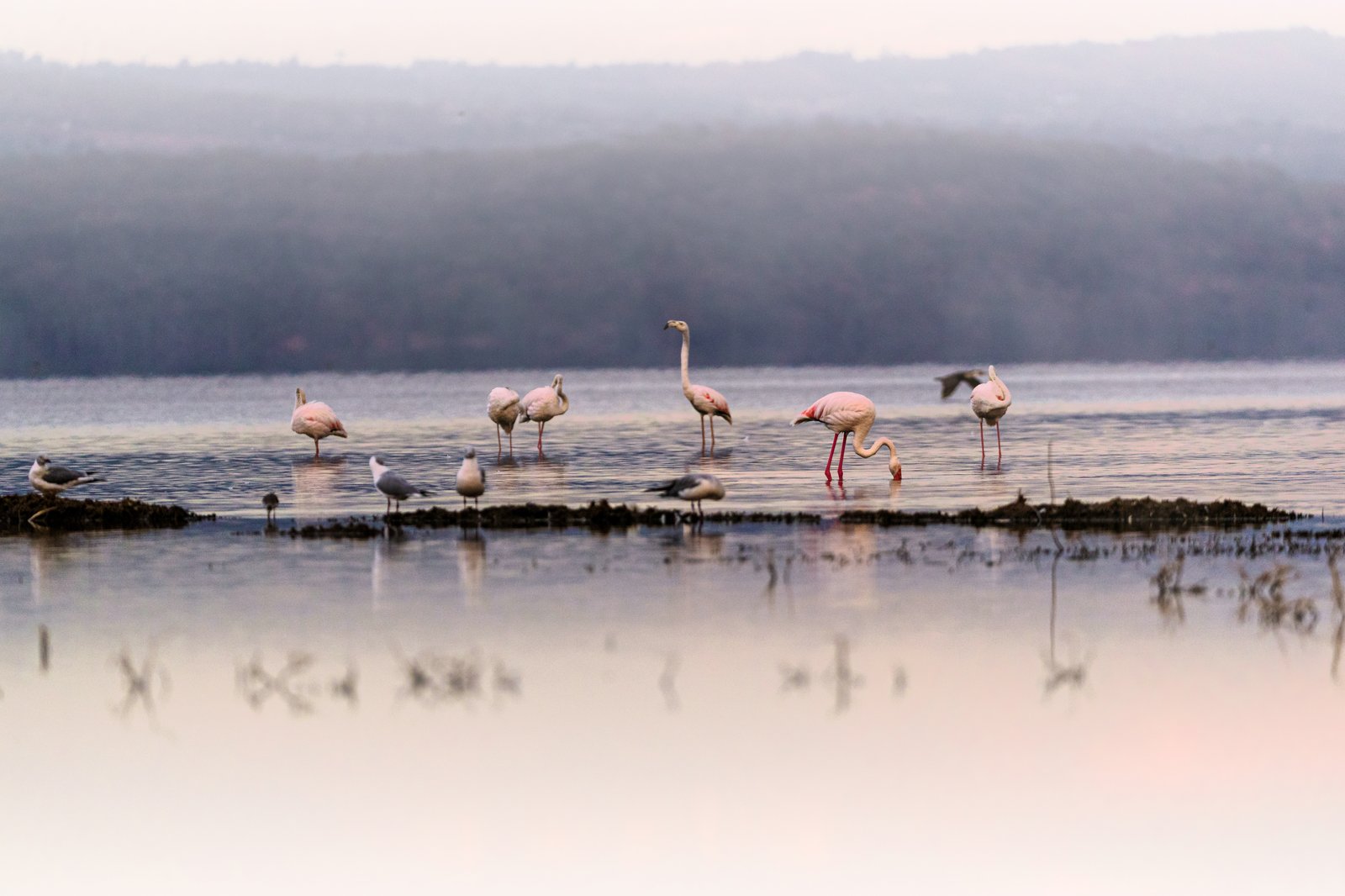 Lake Nakuru Nationalpark – Egret Savannah Camp