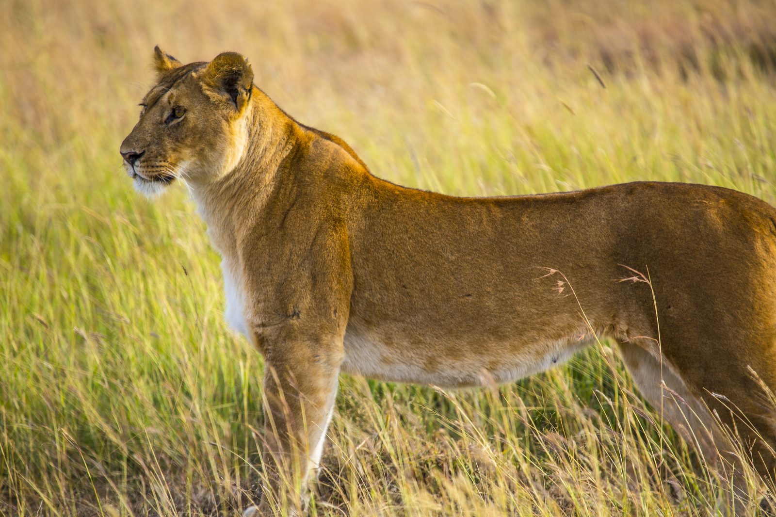 Massai Mara Game Reserve – Basecamp Adventure