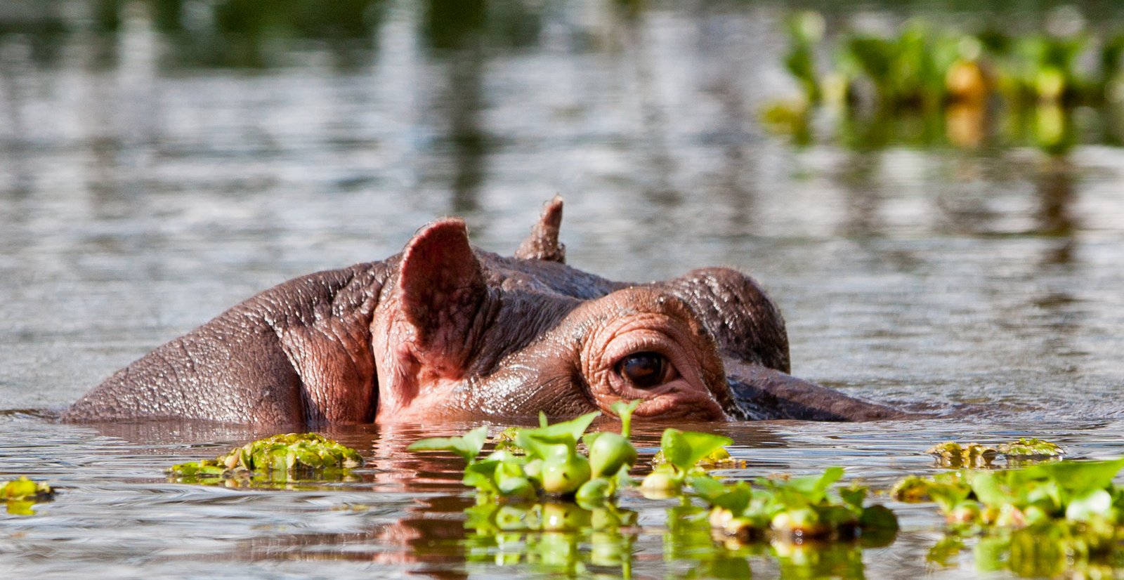 Lake Naivasha – Bootsfahrt & Crescent Island
