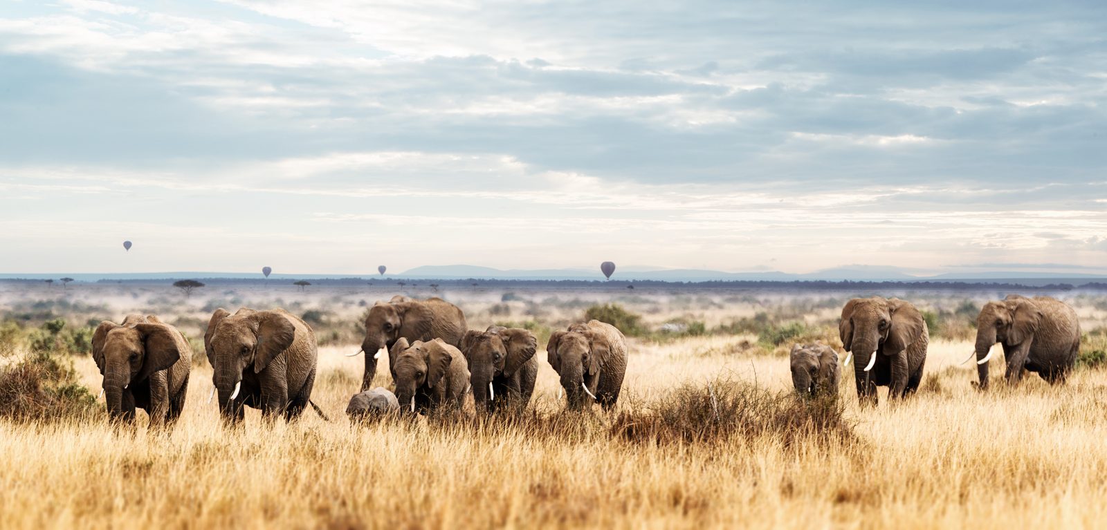 Tsavo West Nationalpark – Voyager Ziwani Camp