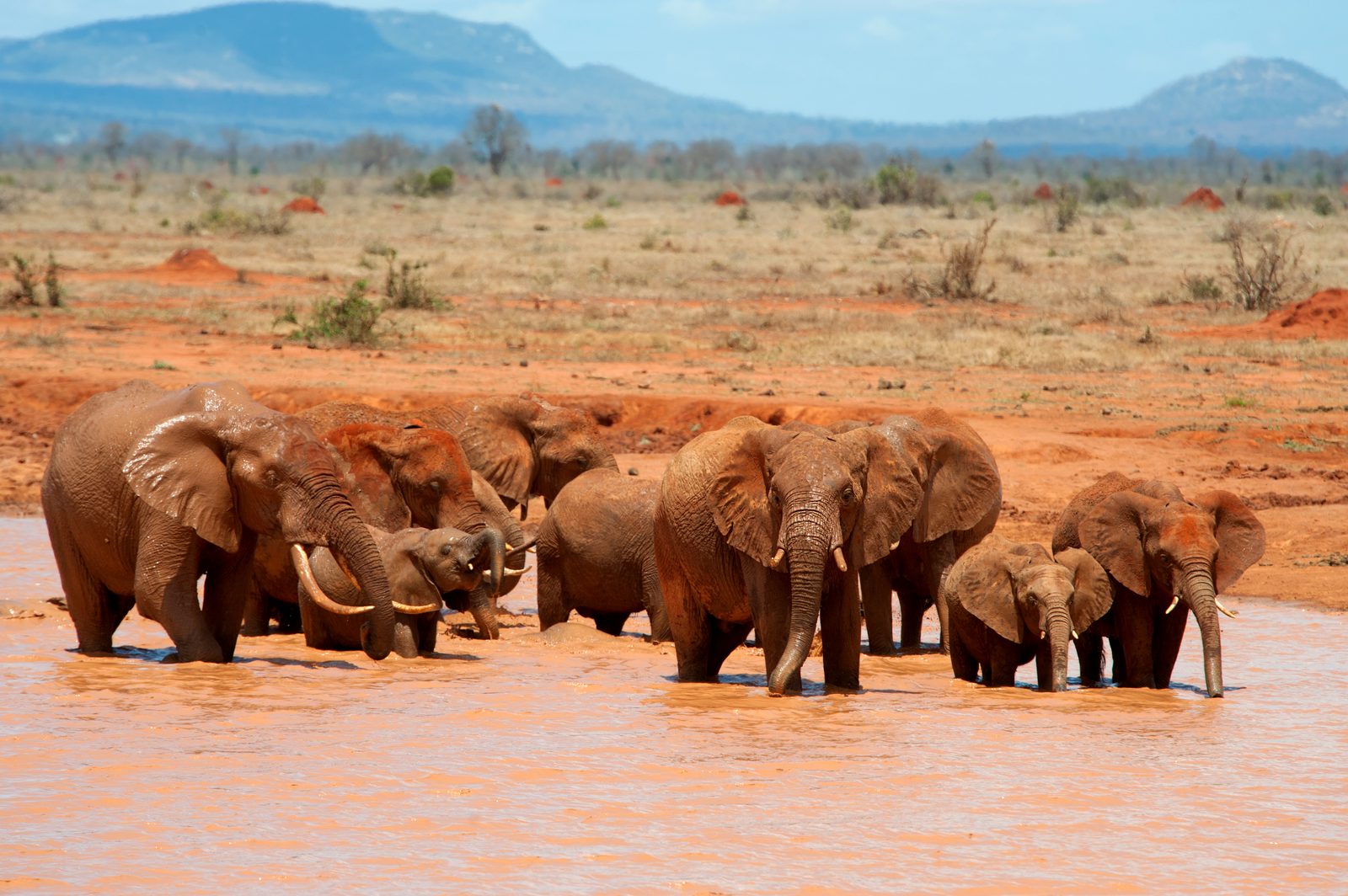 Tsavo West – Mzima Springs & Nashornschutzgebiet