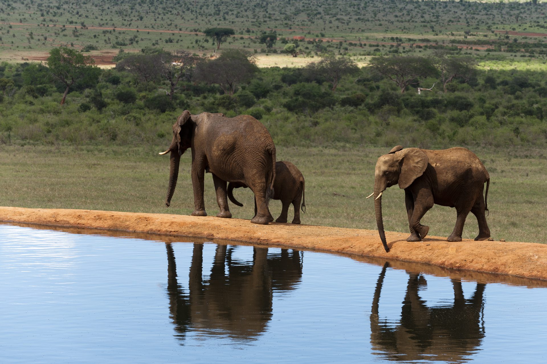 TSAVO WEST WILDNIS