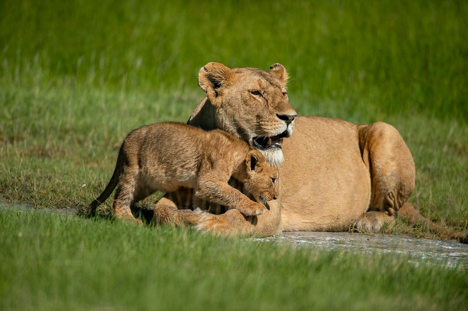 Löwenmutter mit ihren Jungen in inniger Verbundenheit auf der Serengeti