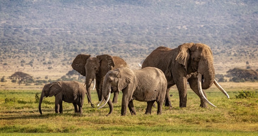 SAFARI START
