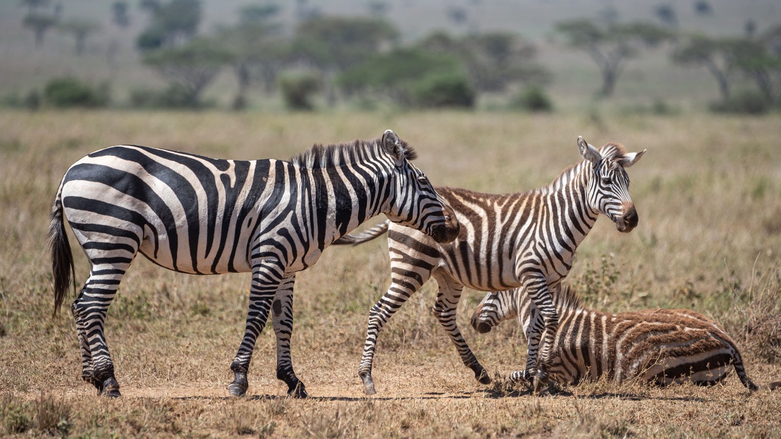 Zebra-Mutter mit Fohlen – Familienmomente in der Ngorongoro-Region