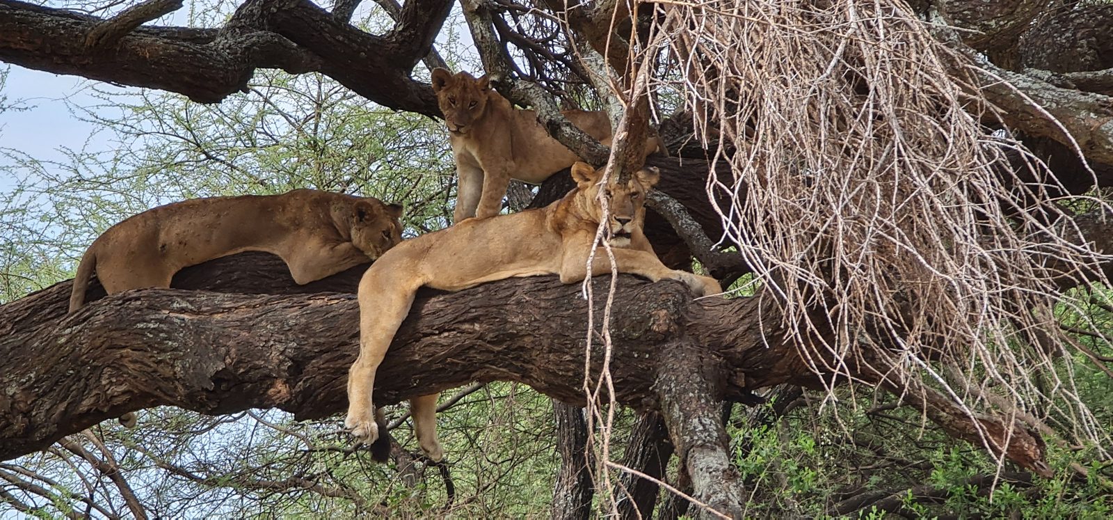 Lake Manyara Nationalpark